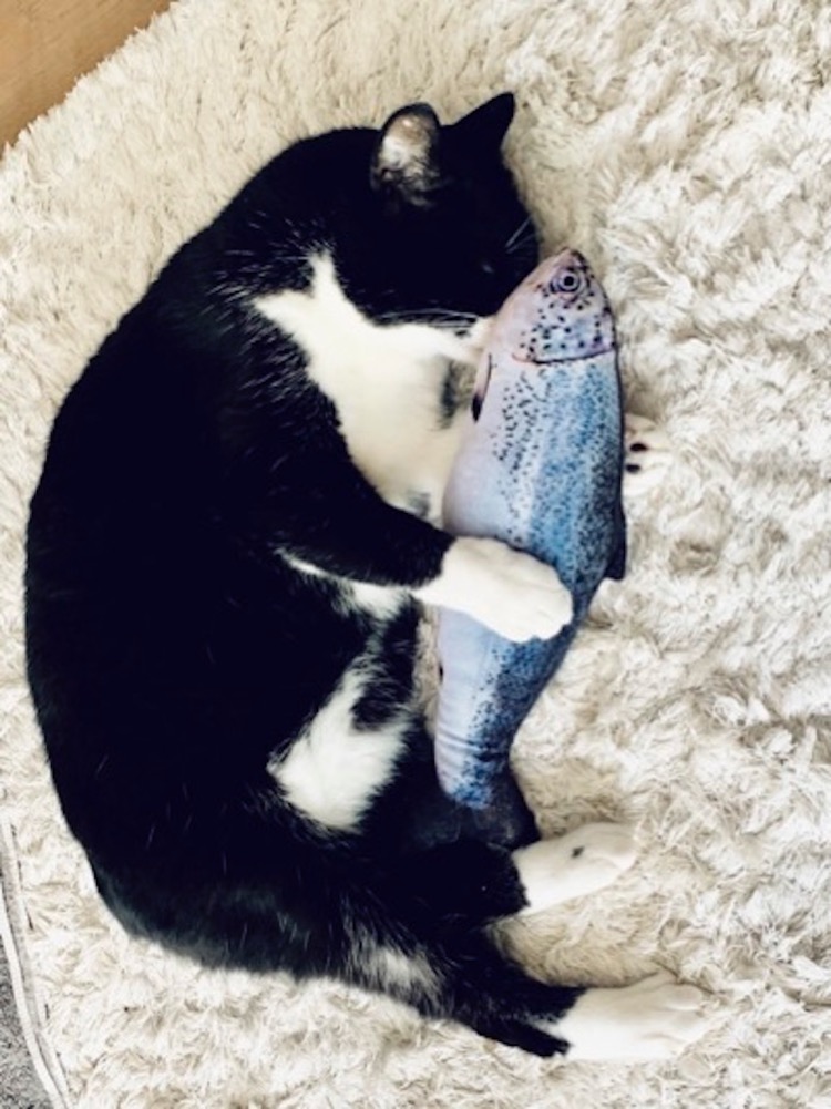 黒白の和猫が寝ている
